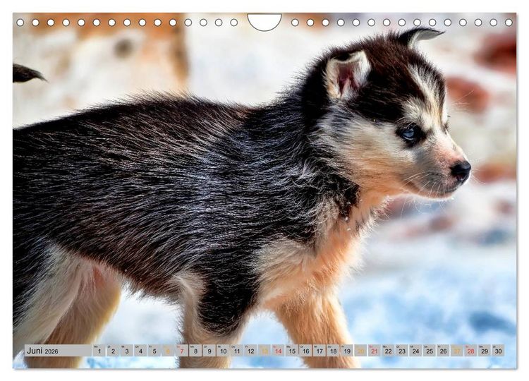 Produktbild: Huskies - Schlittenhunde (Wandkalender 2026 DIN A4 quer), CALVENDO Monatskalender