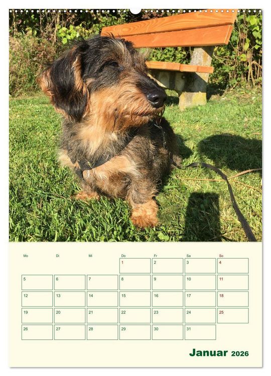 Produktbild: Schorschi &ndash; Ein Jahr mit dem bayrischen Rauhhaardackel (hochwertiger Premium Wandkalender 2026 DIN A2 hoch), Kunstdruck in Hochglanz