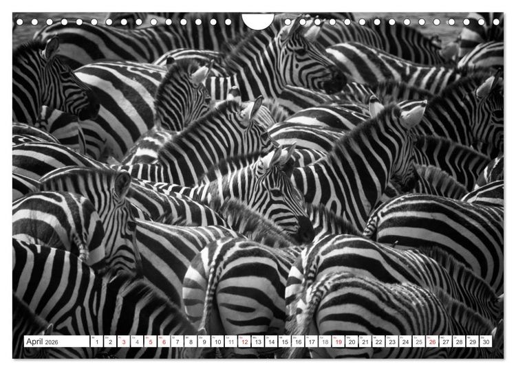 Produktbild: Emotionale Momente: Zebras - black & white. (Wandkalender 2026 DIN A4 quer), CALVENDO Monatskalender