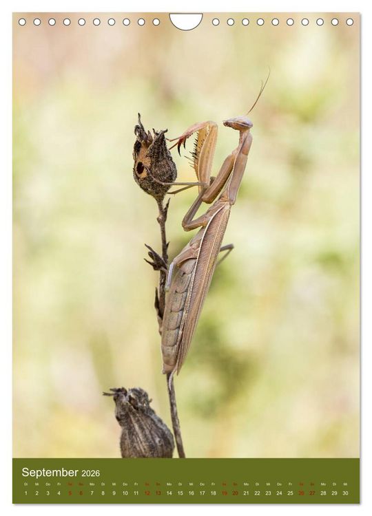 Produktbild: Die Gottesanbeterin. R&auml;uber der Insektenwelt. (Wandkalender 2026 DIN A4 hoch), CALVENDO Monatskalender