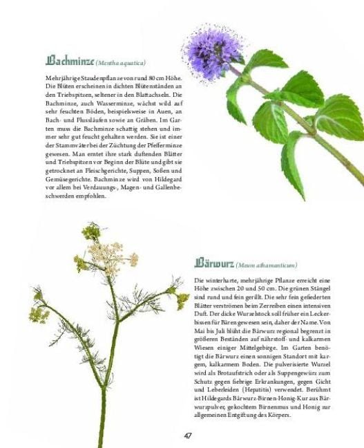 Produktbild: Hildegard von Bingen - Heilwissen und Rezepte f&uuml;r Ihr Wohlbefinden