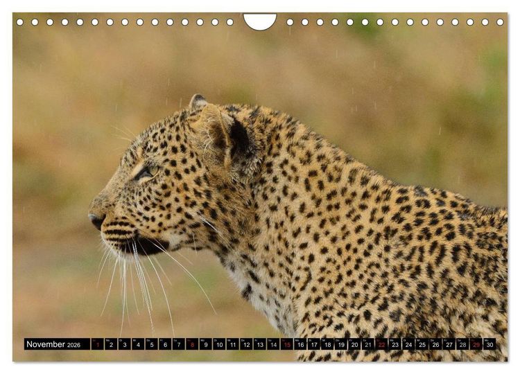 Produktbild: Faszination Afrika: Der Leopard (Wandkalender 2026 DIN A4 quer), CALVENDO Monatskalender