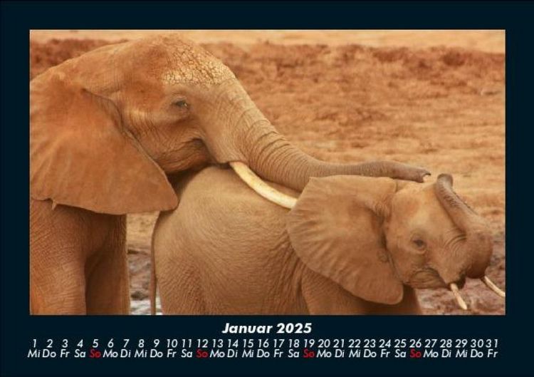Produktbild: Tierkalender 2025 Fotokalender DIN A5