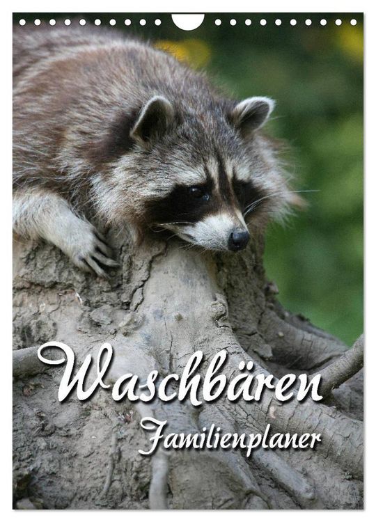 Produktbild: Waschb&auml;ren Familienplaner (Wandkalender 2026 DIN A4 hoch), CALVENDO Monatskalender