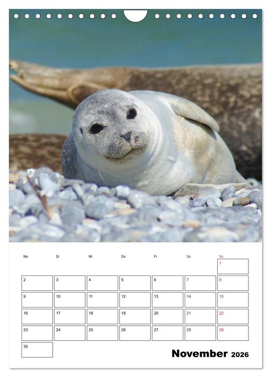 Produktbild: Liebenswerte Robben (Wandkalender 2026 DIN A4 hoch), CALVENDO Monatskalender