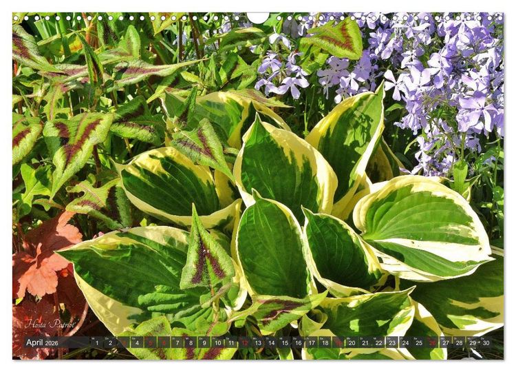 Produktbild: Hosta Staude mit Herz (Wandkalender 2026 DIN A3 quer), CALVENDO Monatskalender