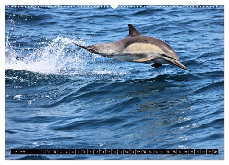 Produktbild: Big Five aus dem Ozean Hai, Delphin, Wal, Robbe, Pinguin (Wandkalender 2026 DIN A2 quer), CALVENDO Monatskalender
