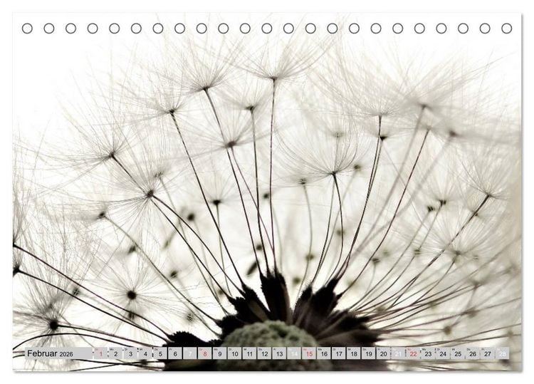 Produktbild: PusteblumenZauber (Tischkalender 2026 DIN A5 quer), CALVENDO Monatskalender