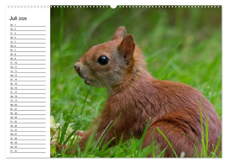 Produktbild: Guck mal, ein Eichh&ouml;rnchen! (hochwertiger Premium Wandkalender 2026 DIN A2 quer), Kunstdruck in Hochglanz