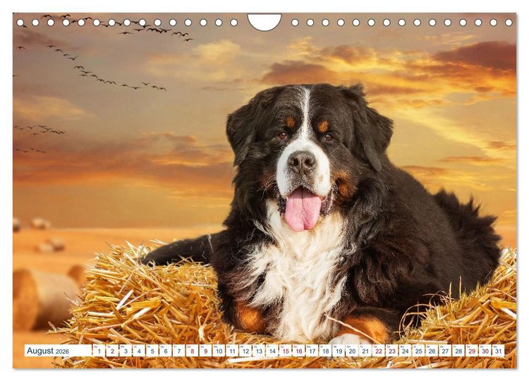 Produktbild: Berner Sennenhund - Ein Traum auf vier Pfoten (Wandkalender 2026 DIN A4 quer), CALVENDO Monatskalender