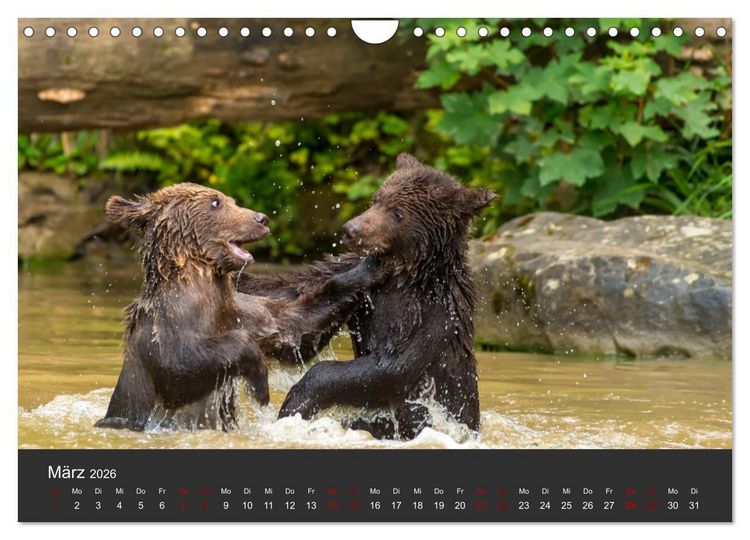 Produktbild: Die grossen B&auml;rentatzen (Wandkalender 2026 DIN A4 quer), CALVENDO Monatskalender