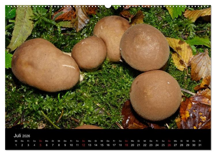 Produktbild: Pilze, Pilze (hochwertiger Premium Wandkalender 2026 DIN A2 quer), Kunstdruck in Hochglanz