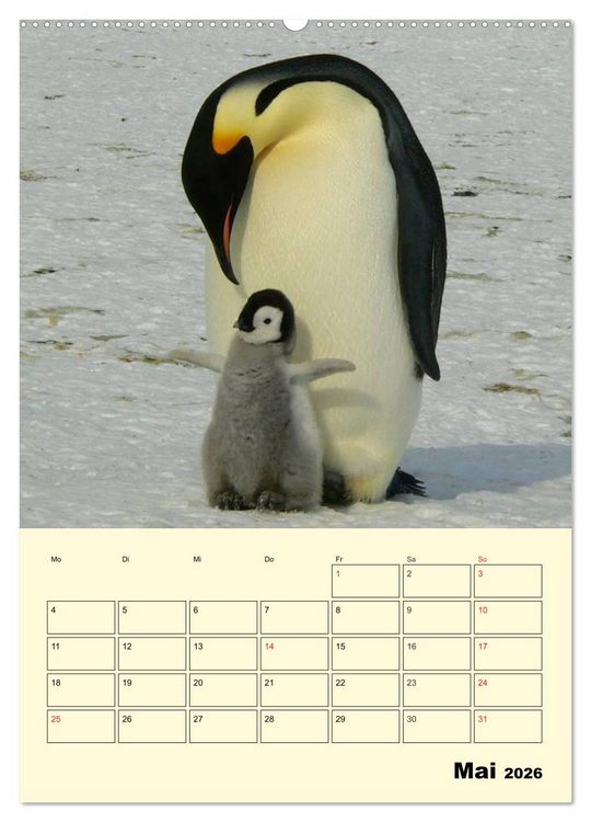 Produktbild: Pinguine. Wackeln im Thermo-Frack (Wandkalender 2026 DIN A2 hoch), CALVENDO Monatskalender