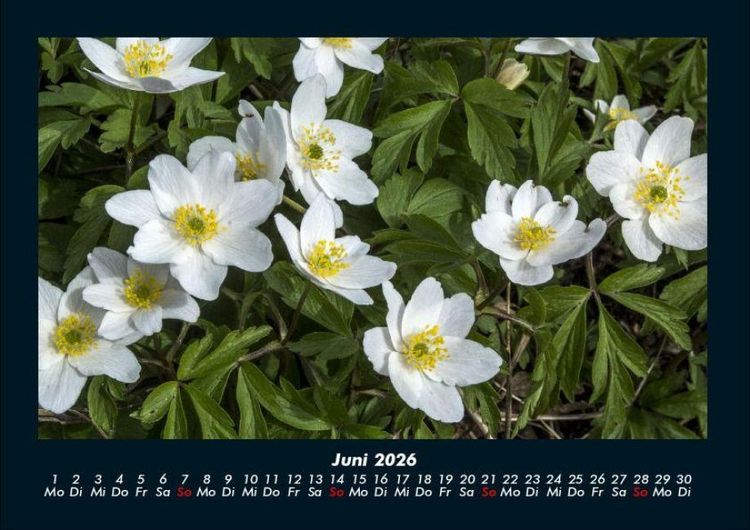 Produktbild: Pflanzen und Bl&uuml;ten 2026 Fotokalender DIN A4