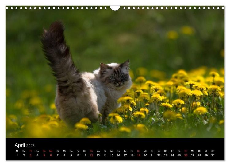 Produktbild: Freig&auml;nger - Hauskatzen unterwegs (Wandkalender 2026 DIN A3 quer), CALVENDO Monatskalender