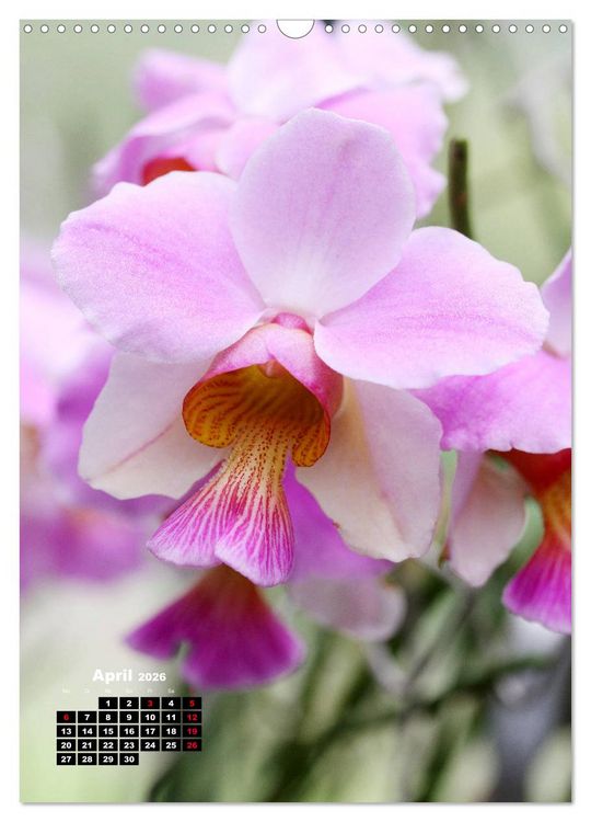 Produktbild: Kleine Orchideensch&auml;tze (Wandkalender 2026 DIN A3 hoch), CALVENDO Monatskalender