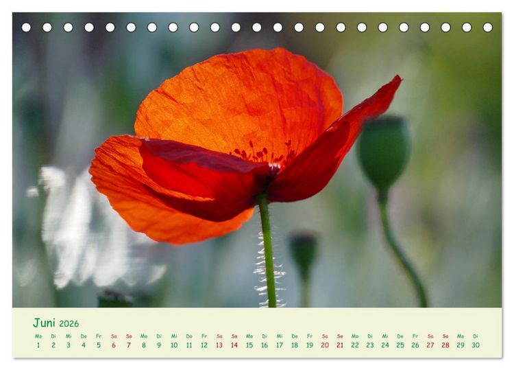 Produktbild: Naturwunder Bl&uuml;ten (Tischkalender 2026 DIN A5 quer), CALVENDO Monatskalender