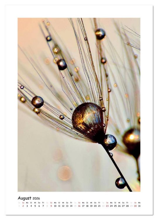 Produktbild: Die Pusteblume neu erleben (Wandkalender 2026 DIN A3 hoch), CALVENDO Monatskalender