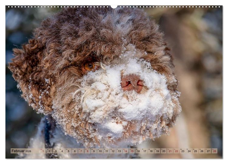 Produktbild: Lagotto Romagnolo in den Alpen 2026 (Wandkalender 2026 DIN A2 quer), CALVENDO Monatskalender