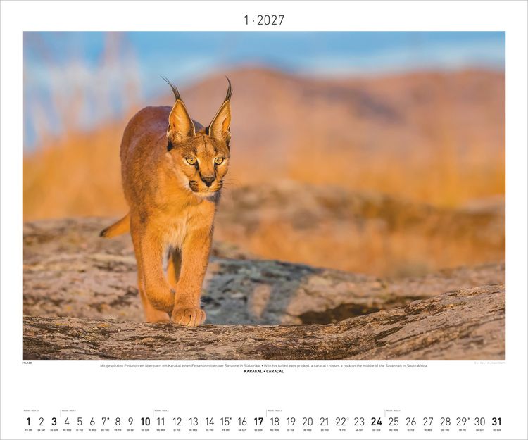 Produktbild: Hautnah - Afrikas Wildnis 2027