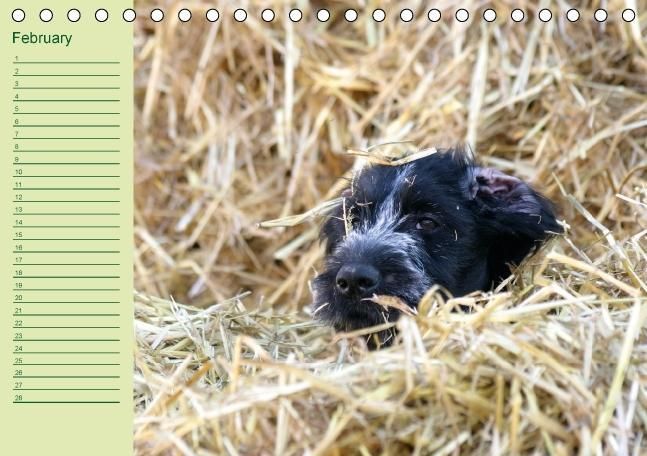 Produktbild: Puppies Birthday Calendar / UK-Version (Table Calendar perpetual DIN A5 Landscape)