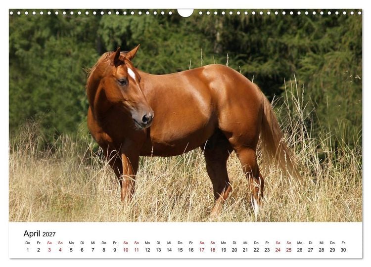 Produktbild: PFERDE - Zwischen Himmel, Erde und Hufschlag (Wandkalender 2027 DIN A3 quer), CALVENDO Monatskalender