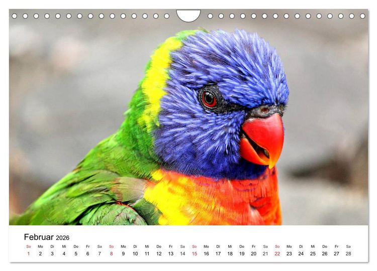 Produktbild: Papageien. Knallbunte Aras und Co. (Wandkalender 2026 DIN A4 quer), CALVENDO Monatskalender
