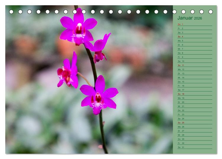 Produktbild: Farbzauber Natur Orchideen - CH Version (Tischkalender 2026 DIN A5 quer), CALVENDO Monatskalender