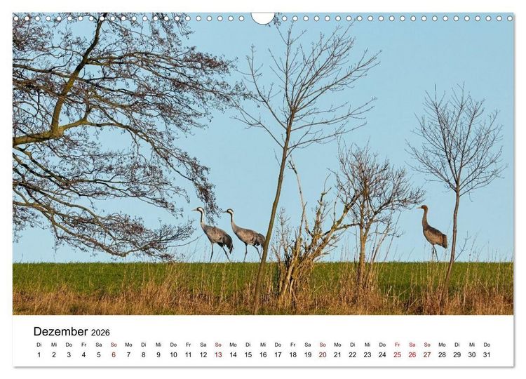 Produktbild: Kraniche im Erzgebirge (Wandkalender 2026 DIN A3 quer), CALVENDO Monatskalender