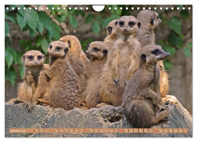 Produktbild: Erdm&auml;nnchen Familienbande (Wandkalender 2026 DIN A4 quer), CALVENDO Monatskalender