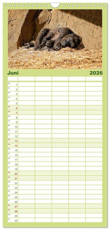 Produktbild: Familienplaner 2026 - Gorillas - Die sanften Wilden mit 5 Spalten (Wandkalender, 21 x 45 cm) CALVENDO