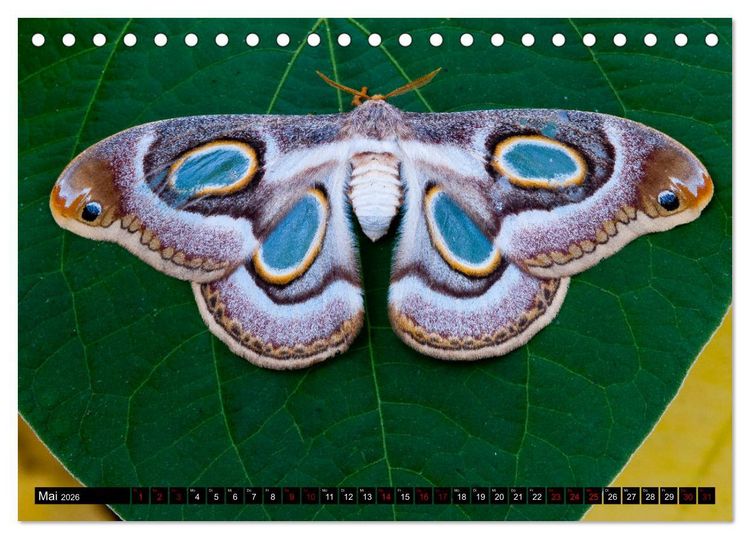 Produktbild: Kleinode der L&uuml;fte - Faszinierende tropische Schmetterlinge (Tischkalender 2026 DIN A5 quer), CALVENDO Monatskalender