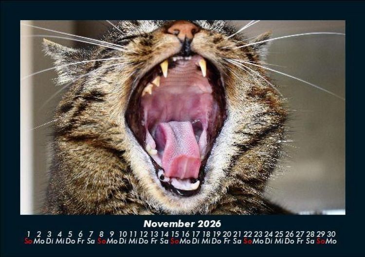 Produktbild: F&uuml;r Katzenfreunde 2026 Fotokalender DIN A5