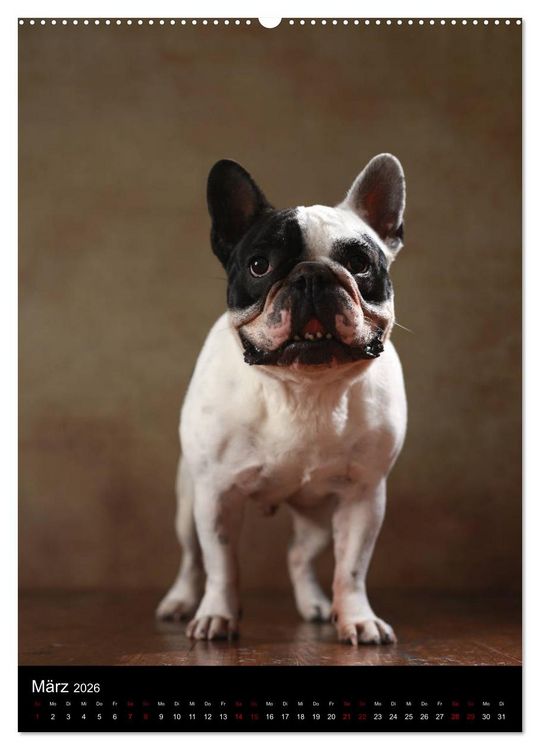 Produktbild: Bullys mit Charme - Franz&ouml;sische Bulldoggen im Portrait (hochwertiger Premium Wandkalender 2026 DIN A2 hoch), Kunstdruck in Hochglanz