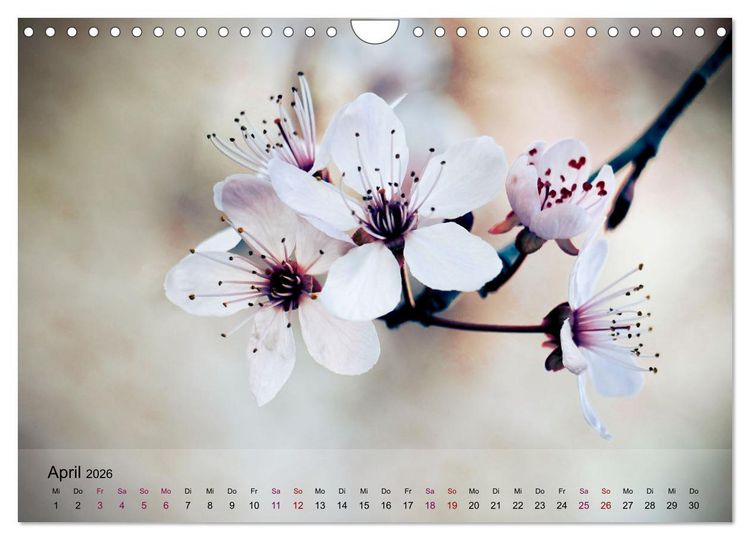 Produktbild: Bl&uuml;tenrausch - Mit Fr&uuml;hlingsgef&uuml;hlen durchs ganze Jahr (Wandkalender 2026 DIN A4 quer), CALVENDO Monatskalender
