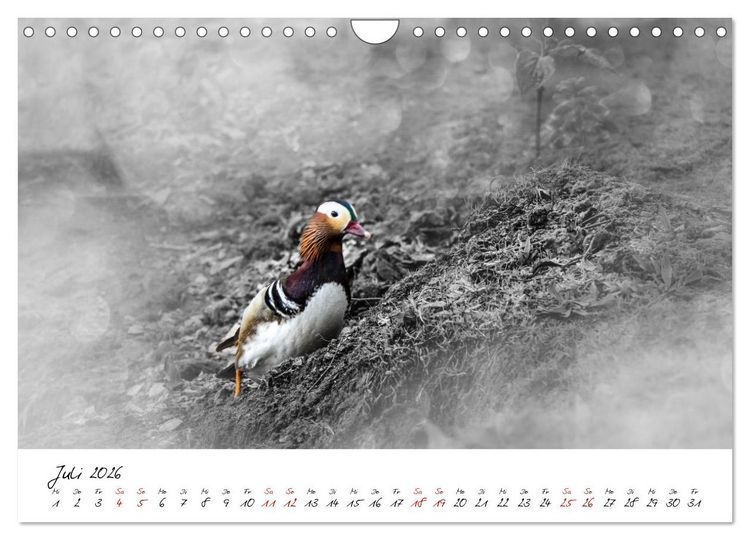 Produktbild: Abenteuer einer Mandarinente (Wandkalender 2026 DIN A4 quer), CALVENDO Monatskalender