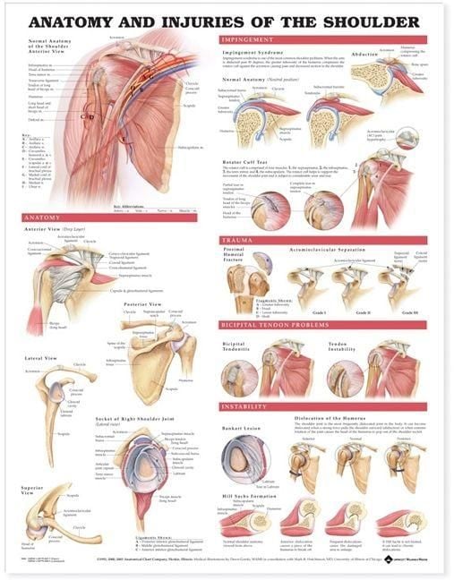 Produktbild: Anatomy & Injuries Shoulder