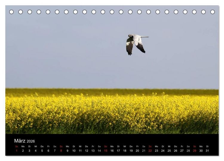 Produktbild: Wiesenweihen in Deutschland (Tischkalender 2026 DIN A5 quer), CALVENDO Monatskalender