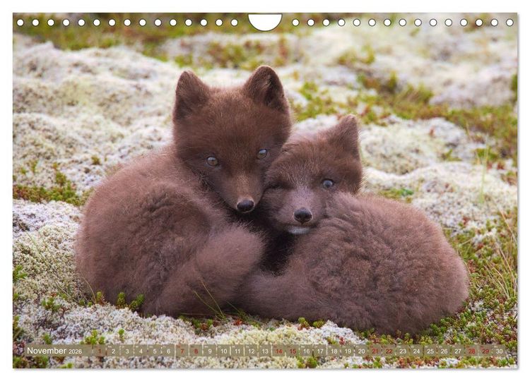 Produktbild: Polarfuchs-Welpen (Wandkalender 2026 DIN A4 quer), CALVENDO Monatskalender