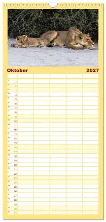 Produktbild: Familienplaner 2027 - L&ouml;wen in Botswana und S&uuml;dafrika mit 5 Spalten (Wandkalender, 21 x 45 cm) CALVENDO