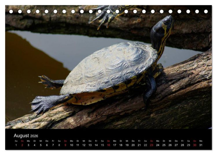 Produktbild: Das Leben der Schildkr&ouml;ten (Tischkalender 2026 DIN A5 quer), CALVENDO Monatskalender