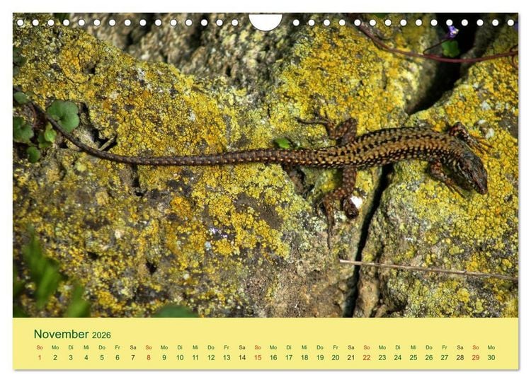 Produktbild: Flinke Eidechsen (Wandkalender 2026 DIN A4 quer), CALVENDO Monatskalender