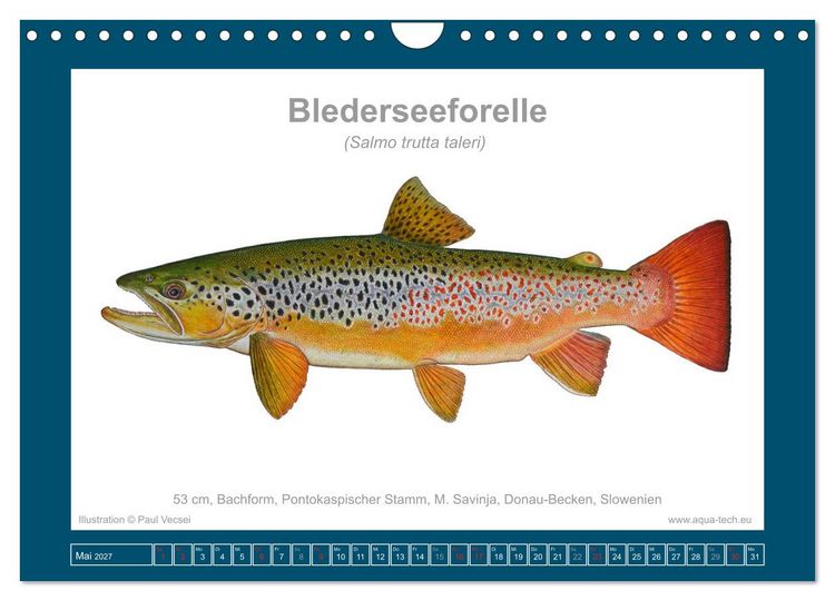 Produktbild: Fisch als Kunst 2027: Seeforellen (Wandkalender 2027 DIN A4 quer), CALVENDO Monatskalender