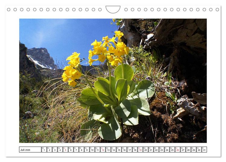Produktbild: Alpenblumen. Bunte Welt in luftiger H&ouml;he (Wandkalender 2026 DIN A4 quer), CALVENDO Monatskalender