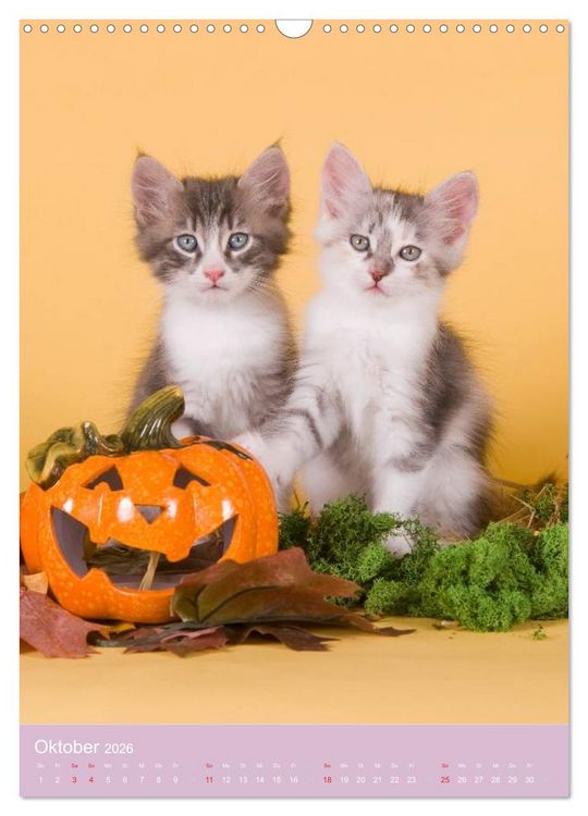 Produktbild: Tierkinder Hunde und Katzen (Wandkalender 2026 DIN A3 hoch), CALVENDO Monatskalender