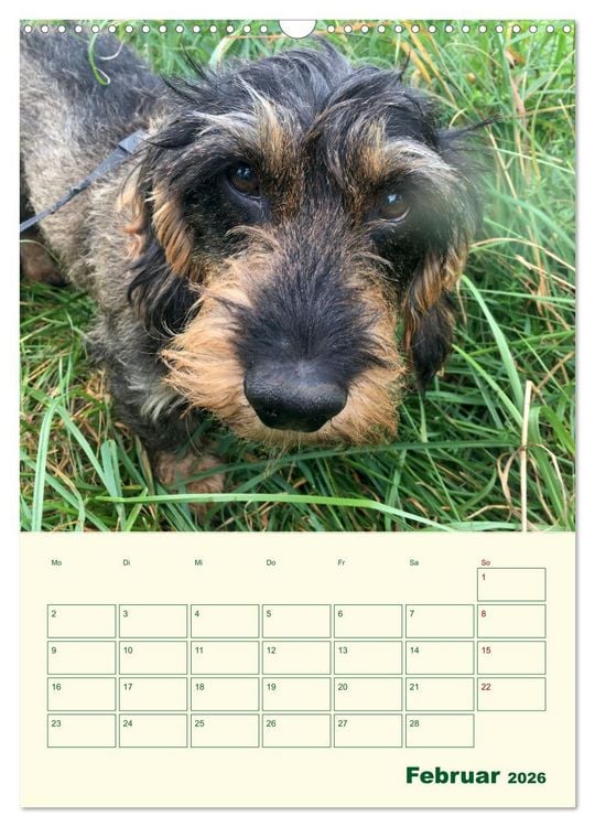Produktbild: Schorschi &ndash; Ein Jahr mit dem bayrischen Rauhhaardackel (Wandkalender 2026 DIN A3 hoch), CALVENDO Monatskalender