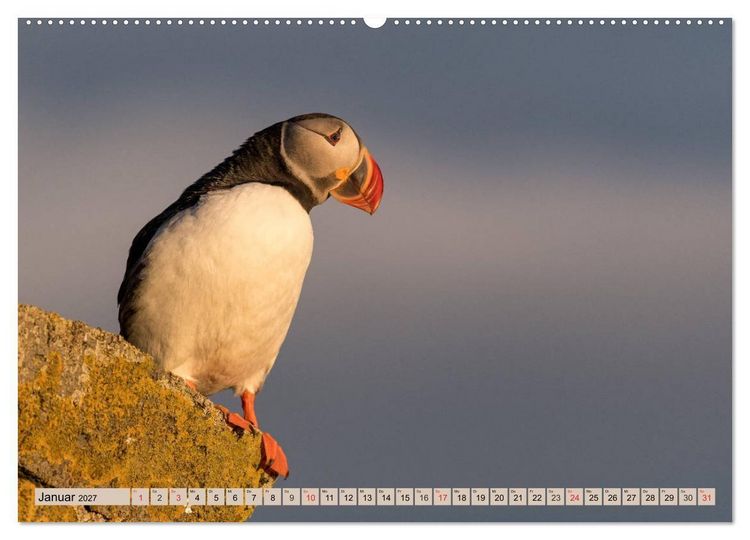 Produktbild: Papageitaucher - Puffins (Wandkalender 2027 DIN A2 quer), CALVENDO Monatskalender