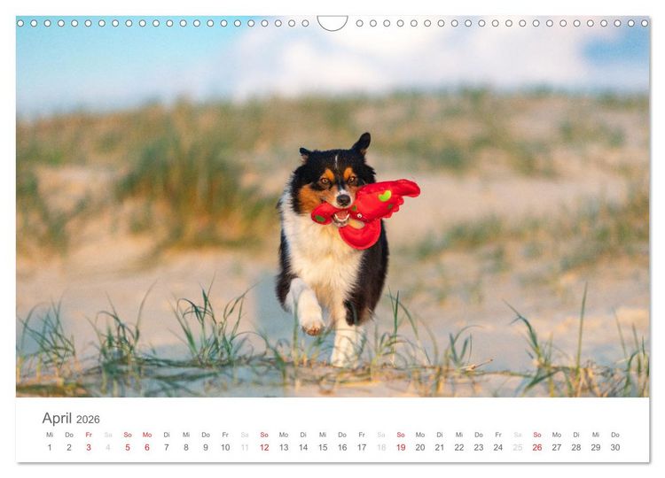 Produktbild: Australian Shepherd 2026 (Wandkalender 2026 DIN A3 quer), CALVENDO Monatskalender