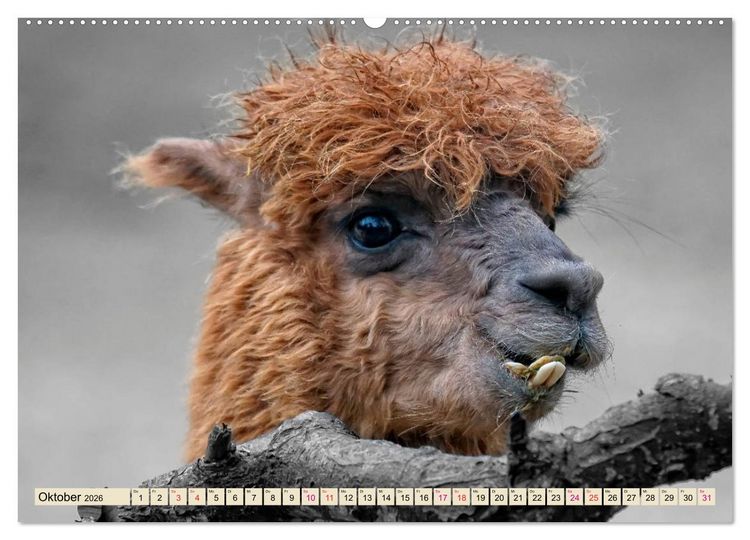 Produktbild: Alpaka Gesichter (hochwertiger Premium Wandkalender 2026 DIN A2 quer), Kunstdruck in Hochglanz