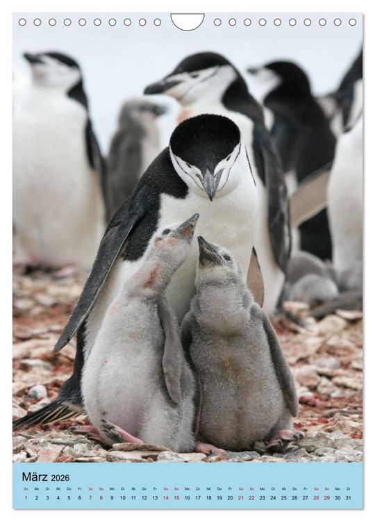 Produktbild: Antarktis - Das Gebiet der Pinguine (Wandkalender 2026 DIN A4 hoch), CALVENDO Monatskalender